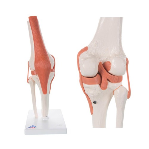 교육용 무릎관절모형 A82